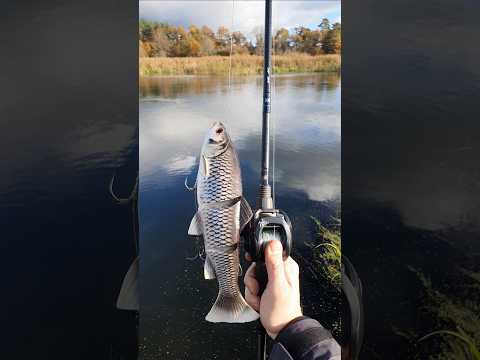 Savage Gear Line Thru Trout 30cm #shorts #fishing #savagegear #predatorfishing #lures #fish #pike