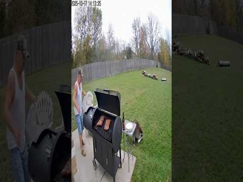 Backyard Camera Catches BBQ Thief 😂