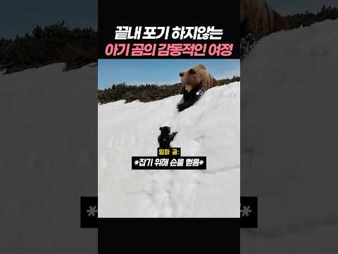 끝내 포기하지 않은 아기 곰의 감동적인 <strong>여정</strong>