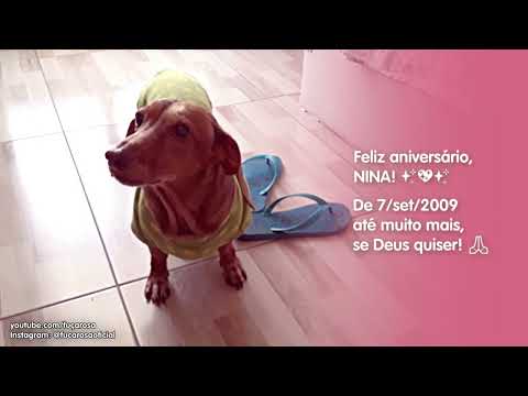 Aniversário de 13 anos da NINA 🎂🐶🎉