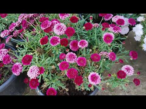 Khaile Valentine's day pualin Jerusalem Daisy par vullai thlir ho na lo nei ve ila biangno🌹🌹