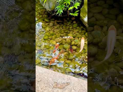 Indoor Koi Fish Pond 🎏 