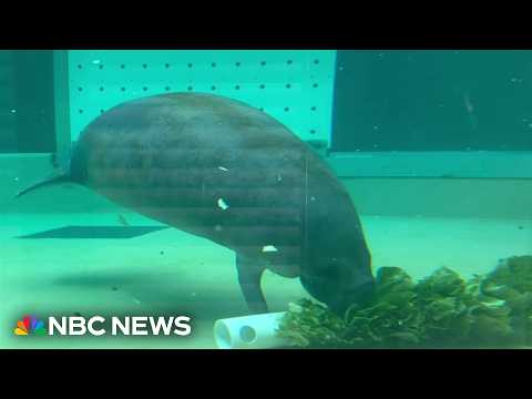 Latina scientist works to save endangered manatees in Florida