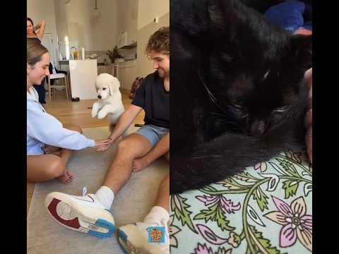 cute puppy 🐕🐕🥰🥰🥰🥰🥰🥰🥰 🥰