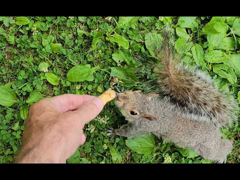 Meet My Little Squirrel Friend