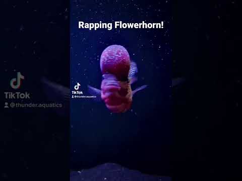 Rapping Flowerhorn! #shorts #flowerhorn #srdflower 