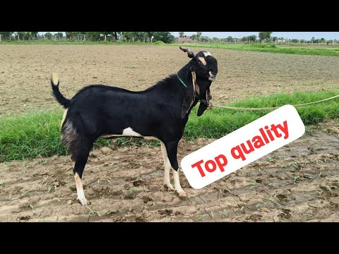 Quality badi fram wala kota bakra cheeta Goat farm Kota jungle