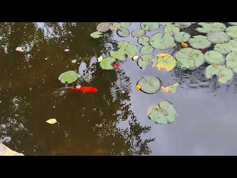 The local hospital pond #pond #fish #hospital 