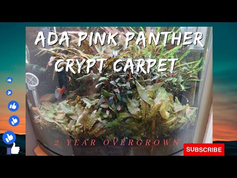Pink Flamingo/Panther Carpet 2 Year Update Overgro 