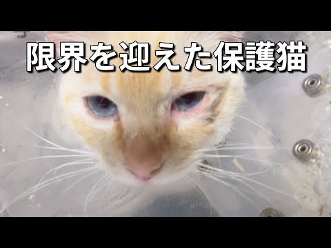#283【保護猫】先住猫達が新しいキャットタワーで遊ぶ中、病気療養中の保護猫が耐えきれなくなって実力行使に出ました、その取った行動とは！