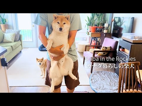好きなことと嫌いなことが思いっきり顔に出てしまう柴犬の１日 [4K]