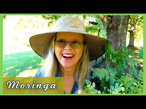 MORINGA Tree of Life | First Harvest Zone 7b!