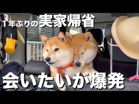 1年ぶりの実家。ソワソワしながらも健気に順番待ちする柴犬が可愛い