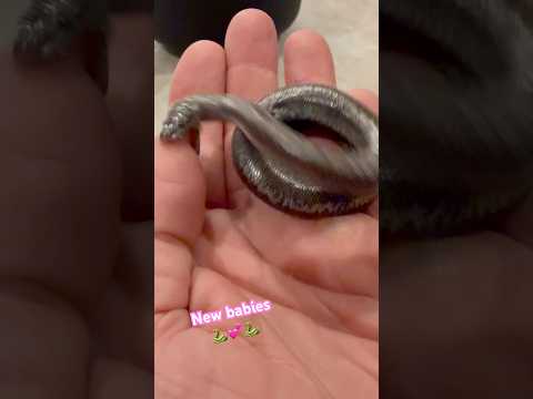 Amazing discovery 🐍 My first time ever #baby #proud #snake #fypシ #youtube