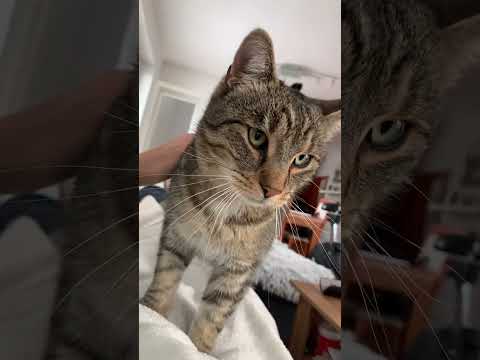 Tuli tuli 🥰🐱 #cat #lazy #lazyday #love #lovecat #short #shorts #shortvideo #viralvideo #cz