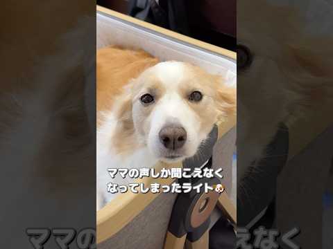 都合が悪くなると寝たフリをひて回避しようとする賢すぎる犬ww【ボーダーコリー•ゴールデンレトリバー】#shorts