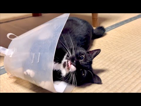猫の動画サムネイル - すぐにひっくり返る猫に災難が降りかかった