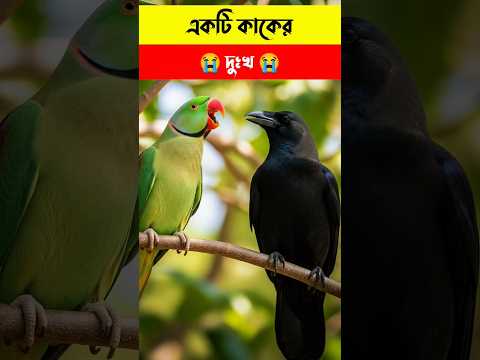 কাকের দুঃখ || Islamic story || #shorts #short #youto #youtubeshorts #shortvideo.  কিছু সময় মাদ্রাসা