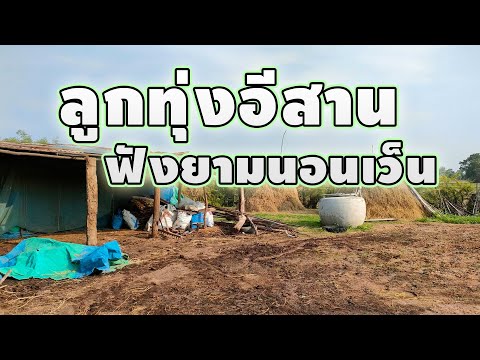 ลูกทุ่งเพราะ-ฟังยามนอนเว็น ลูกทุ่งเพราะ-ฟังยามนอนเว็น