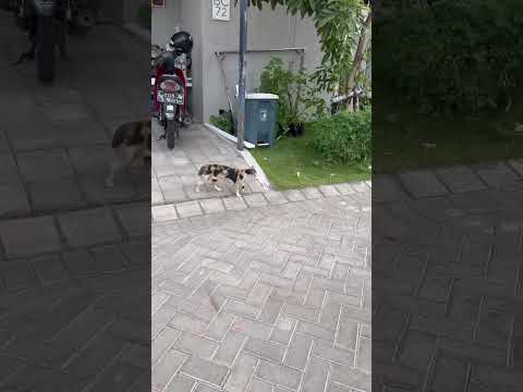 Selamat Jalan Kucing Alana #cover #jalanyangjauhjanganlupapulang #coversong #music #cat #cute #貓咪日常