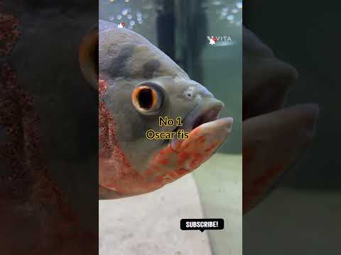 Top 3 dangerous fish for tank                   #phonk #fish #shorts