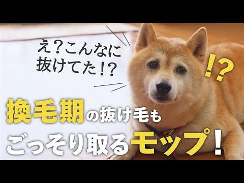 【#ダスキン】ペット用モップで抜け毛掃除