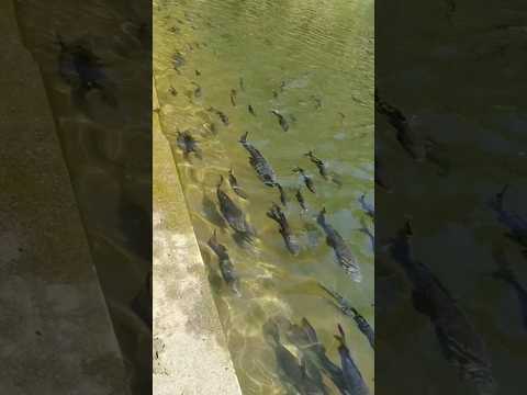 #fishing #uttarakhand #nature #travelvlog