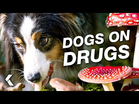 The Dogs Find Magic Mushrooms Scene - Strays (2023)
