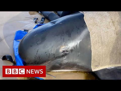 Pilot whales Tasmania: Almost 400 die in Australia’s worst stranding – BBC News