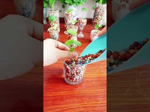 The dark green vase looks great with the pennywort! The leaves are like mini lotus leaves.