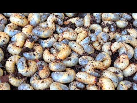 森にはカブトムシの幼虫が大量にいるよ、簡単で確実に探す方法！！