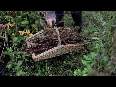 Saving Seeds at Green & Gorgeous