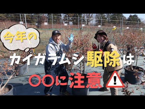 【今年は注意】ブルーベリーカイガラムシ駆除の方法