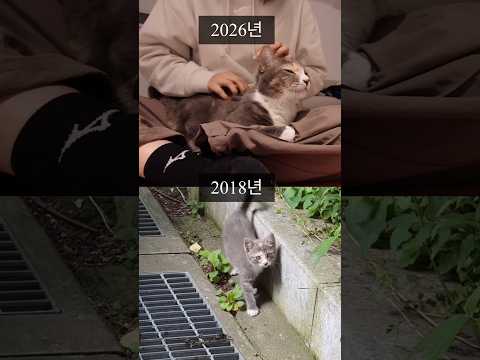 회색 꼬무리 고양이 <strong>before</strong> &amp; <strong>after</strong>❤️