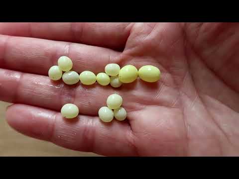 Що робити з яйцями равликів? Відбраковка, заморозка чи сушіння? 🐌