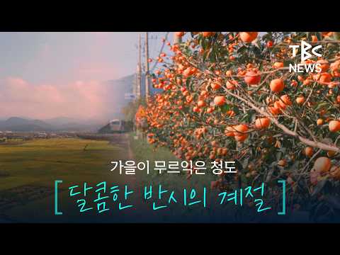 가을 무르익은 청도, 달콤한 반시의 계절…풍요로운 가을 풍경 [261013]ㅣTBC뉴스