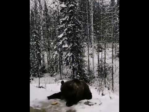 Медведь у обочины ест бананы в Синдоре