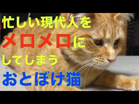 忙しい現代人をメロメロにしてしまうまったりおとぼけ猫・日に日に愛情が増してしまう・茶トラのプルーン　元保護猫達のバタバタ日記  #茶トラ猫　#かわいい #おとぼけ猫
