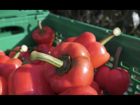 Nature Fresh Farms Improves Yield and Flavor with Suite of VMware Solutions