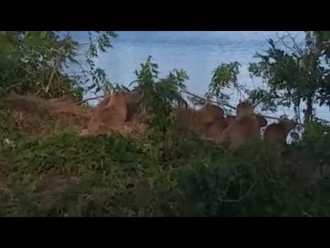 Rescatemos a las capibaras del curichi San Joaquín