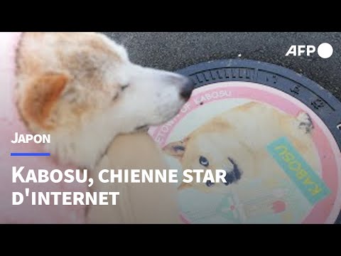 Le fabuleux destin de Kabosu, chienne star d'internet et emblème du dogecoin | AFP