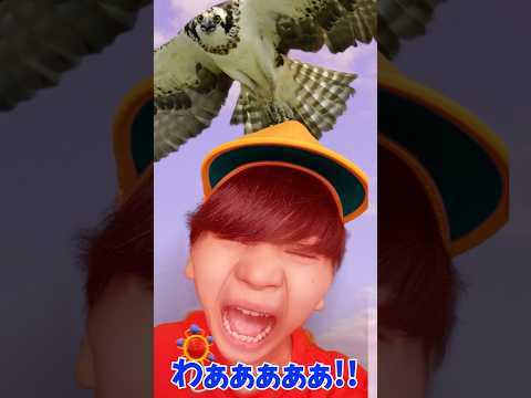 ファルコンにツカまる？ #shorts