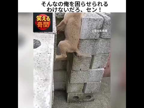 俺を困らせられると思うなよ、セン!