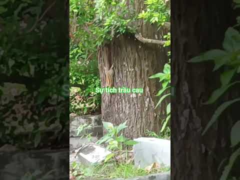 Sự tích trầu cau