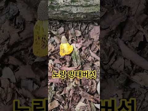 <strong>노랑</strong> 망태버섯