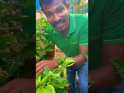 පාට දෙකේ නයි මිරිස්  scotch bonut