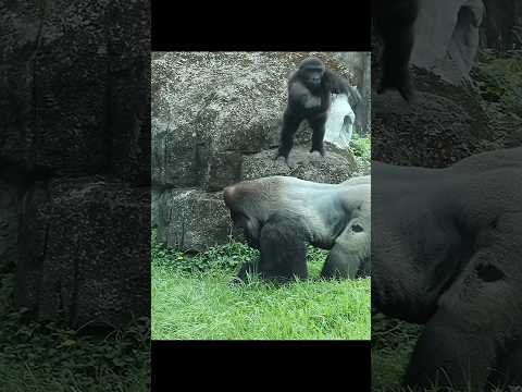 金剛猩猩が飼い主にジャンプ！台北動物園の愛らしい瞬間をご覧ください サムネイル