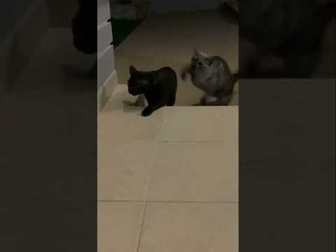 Cat Sneaks Up On Other Cat, Cat Fight
