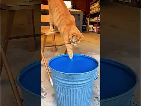 Blue cat by Tsuriki Show