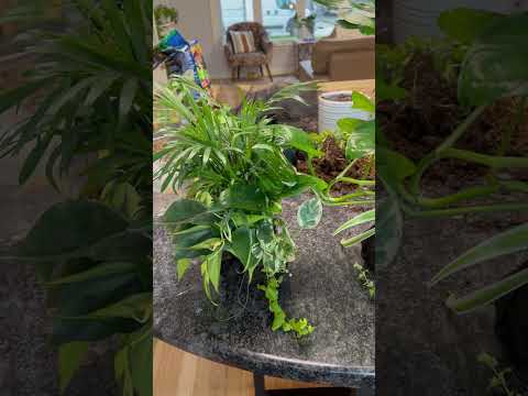 Making kokedama balls for next project 